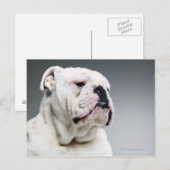 Witte hond briefkaart (Voorkant / Achterkant)