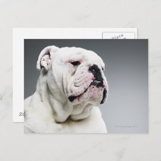 Witte hond briefkaart (Voorkant / Achterkant)