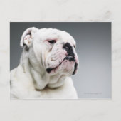 Witte hond briefkaart (Voorkant)