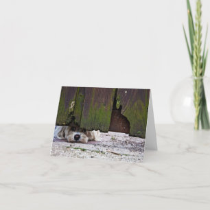 Witte Hond die onder Omheining gluren Kaart