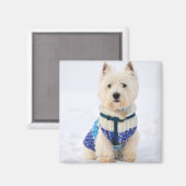 Witte hond in kleren in de sneeuw. magneet (Voorkant / Achterkant)