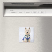 Witte hond in kleren in de sneeuw. magneet (Insitu (Vaatwasser))