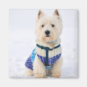 Witte hond in kleren in de sneeuw. magneet