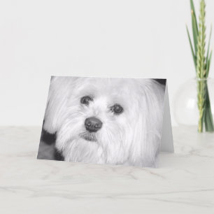 witte hond kaart