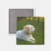 Witte hond magneet (Voorkant / Achterkant)