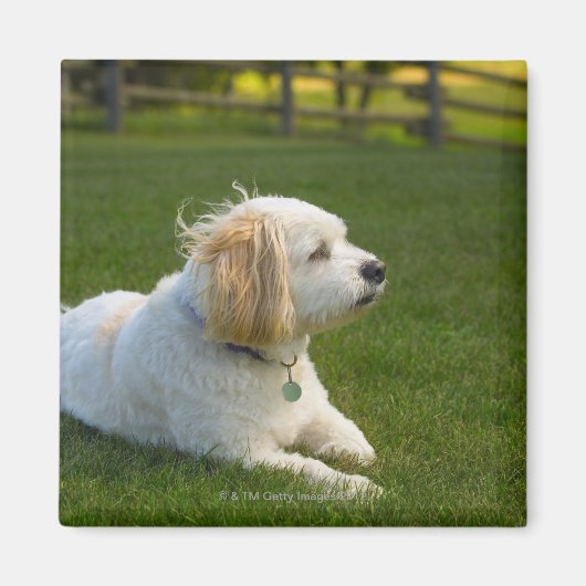 Witte hond magneet (Voorkant)