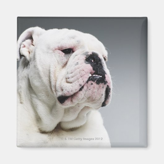 Witte hond magneet (Voorkant)