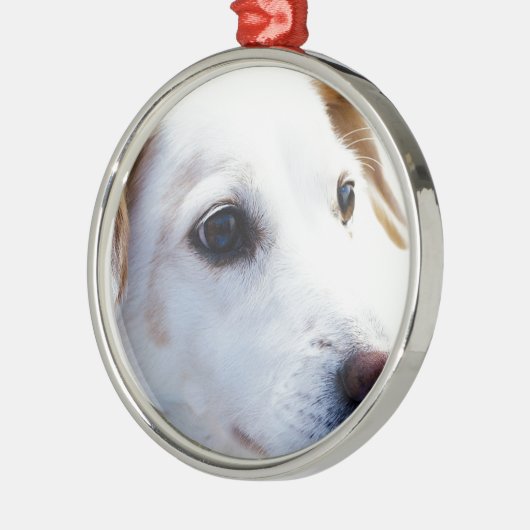 Witte hond met trouwe ogen, Diergezelschapsdieren Metalen Ornament (Links)