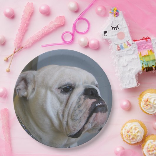 witte hond papieren bordje (Feest)