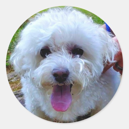 Witte hond ronde sticker (Voorkant)