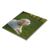 Witte hond tegeltje (Zijkant)