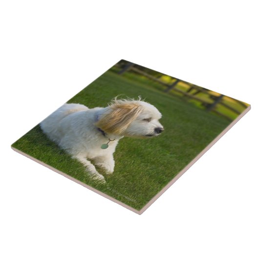 Witte hond tegeltje (Zijkant)