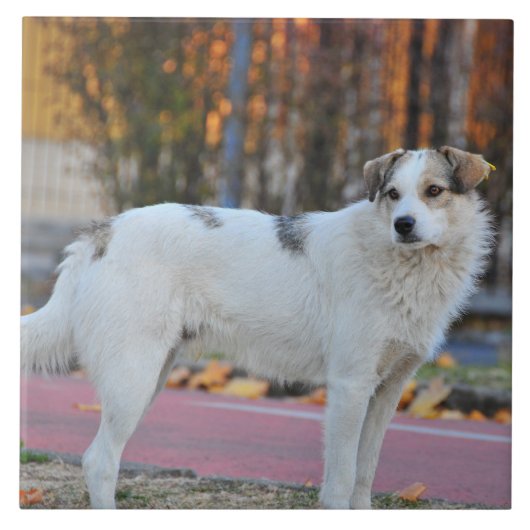 Witte hond tegeltje (Voorkant)