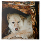 Witte hond tegeltje (Voorkant)