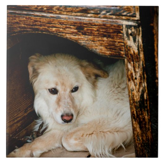 Witte hond tegeltje (Voorkant)