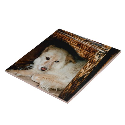 Witte hond tegeltje (Zijkant)