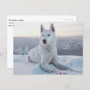 Witte hondje in de sneeuw briefkaart