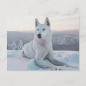 Witte hondje in de sneeuw briefkaart (Voorkant)
