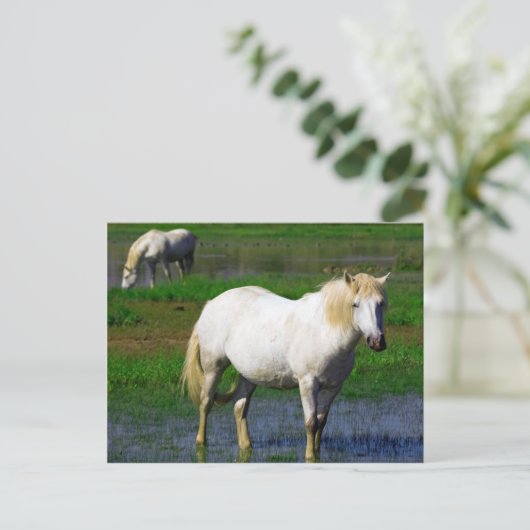 WITTE HORSES BRIEFKAART (Staand voorkant)