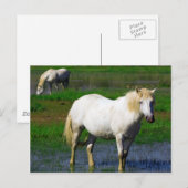 WITTE HORSES BRIEFKAART (Voorkant / Achterkant)