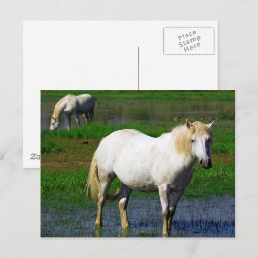WITTE HORSES BRIEFKAART (Voorkant / Achterkant)