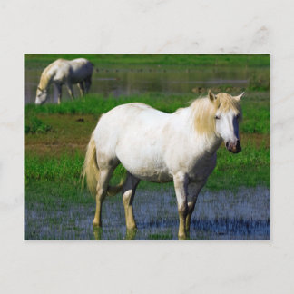 WITTE HORSES BRIEFKAART