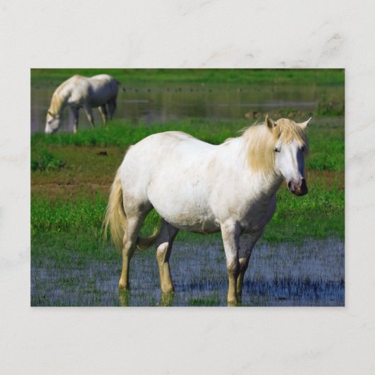 WITTE HORSES BRIEFKAART (Voorkant)