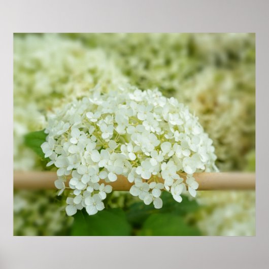 Witte hortensia poster (Voorkant)