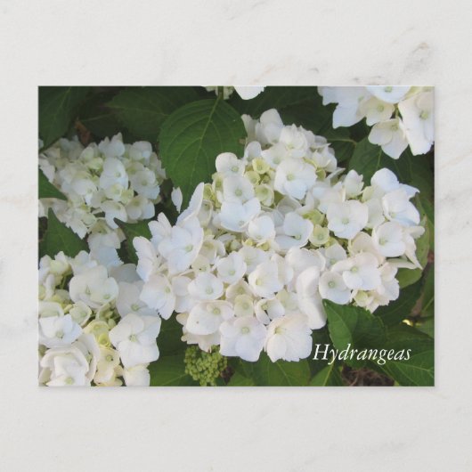 Witte Hortensia's Briefkaart (Voorkant)