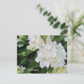 Witte Hortensia's Briefkaart (Staand voorkant)