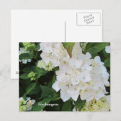 Witte Hortensia's Briefkaart (Voorkant / Achterkant)