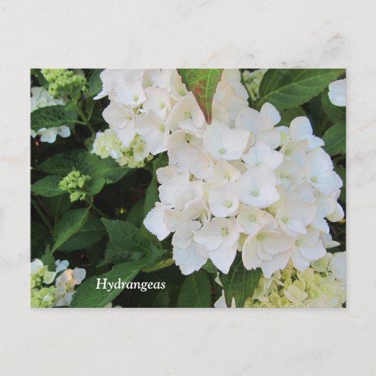 Witte Hortensia's Briefkaart (Voorkant)
