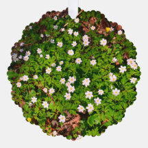 Witte houten anemoon lente bloemen