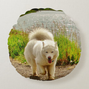 Witte Husky Blauwe ogen: Rond Kussen