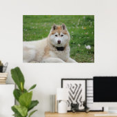 Witte Husky Hond Mooie Fotografie Poster (Thuiskantoor)