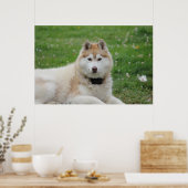 Witte Husky Hond Mooie Fotografie Poster (Keuken)