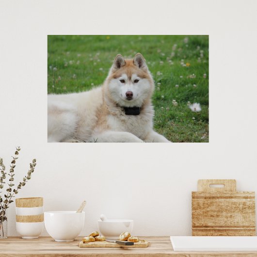 Witte Husky Hond Mooie Fotografie Poster (Keuken)