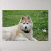 Witte Husky Hond Mooie Fotografie Poster (Voorkant)