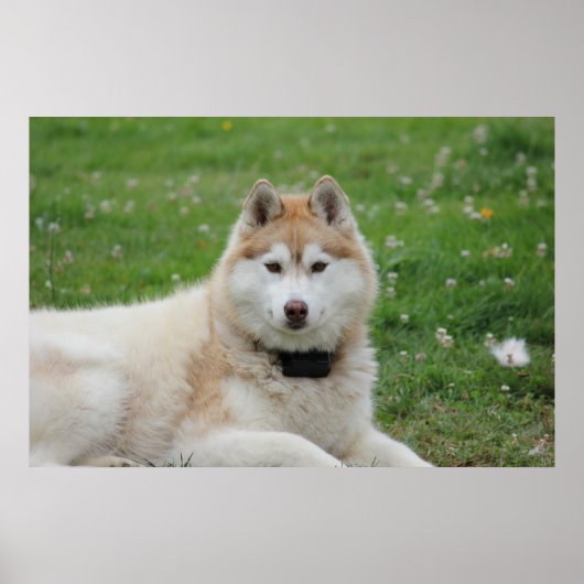 Witte Husky Hond Mooie Fotografie Poster (Voorkant)