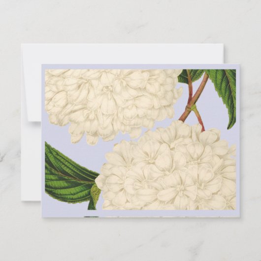 witte hydrangea - Aangepaste notitiekaarten Kaart (Achterkant)
