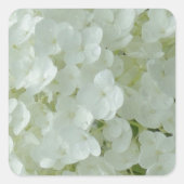 Witte Hydrangea bloemblaadjes Vierkante Sticker (Voorkant)