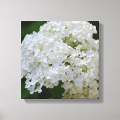 Witte Hydrangea Canvas Print (Voorkant)