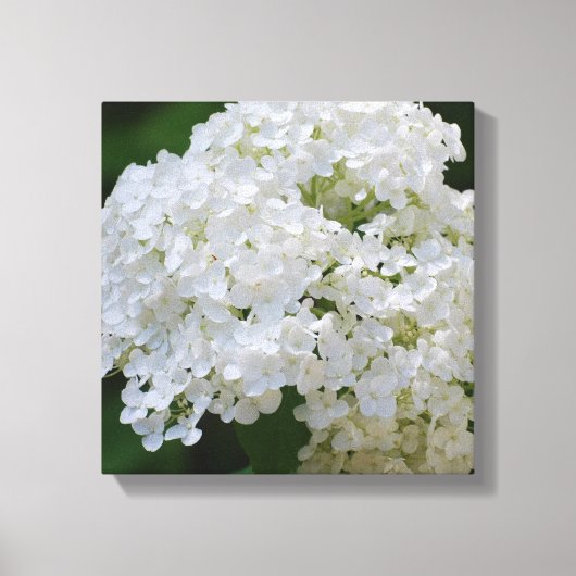 Witte Hydrangea Canvas Print (Voorkant)