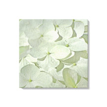 Witte Hydrangea Canvas Print