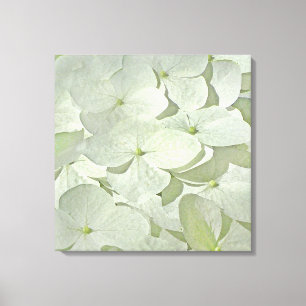 Witte Hydrangea Canvas Print