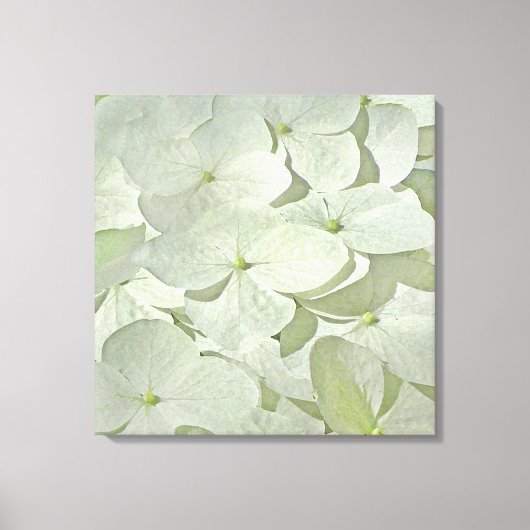 Witte Hydrangea Canvas Print (Voorkant)