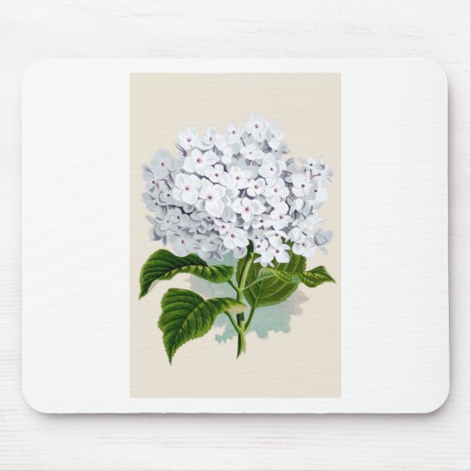Witte hydrangea flaconpreparaten Illustraties Muismat (Voorkant)