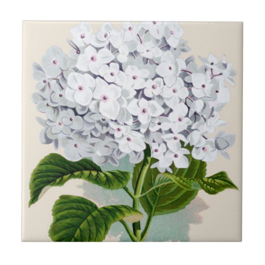 Witte hydrangea  flaconpreparaten Illustraties Tegeltje (Voorkant)