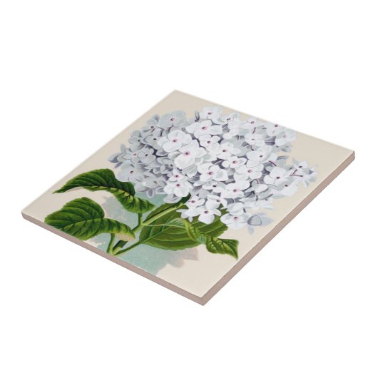 Witte hydrangea  flaconpreparaten Illustraties Tegeltje (Zijkant)