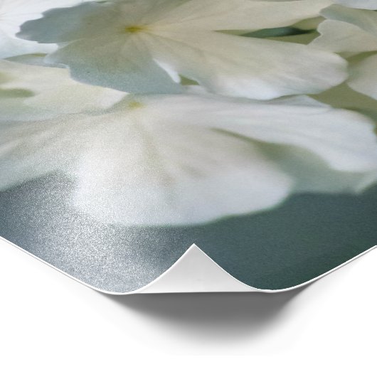 Witte Hydrangea fotoprint 12x12 Foto Afdruk (Hoek)